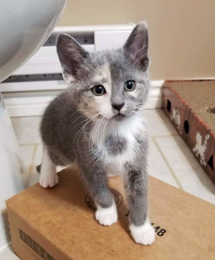 shelter animal adopted kitten with unique face