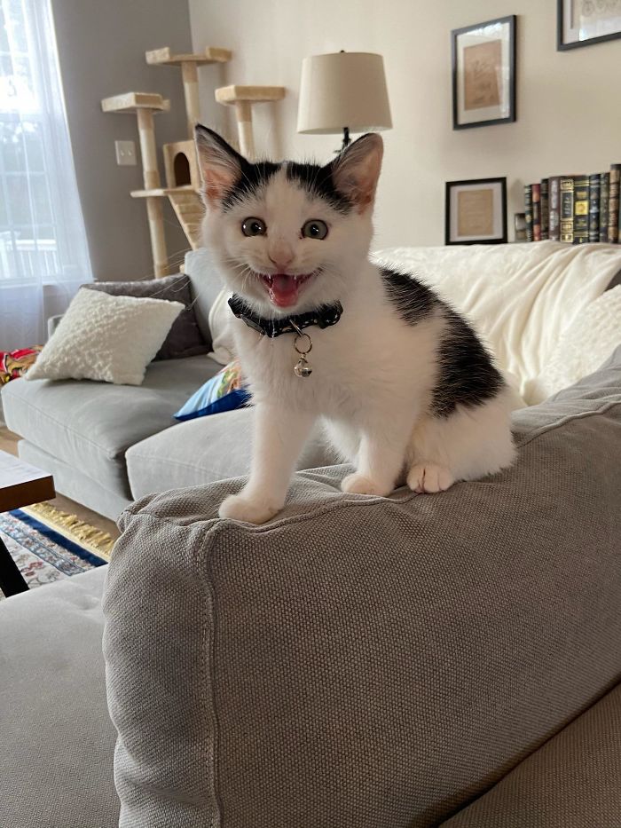 shelter animal adopted smiling cat