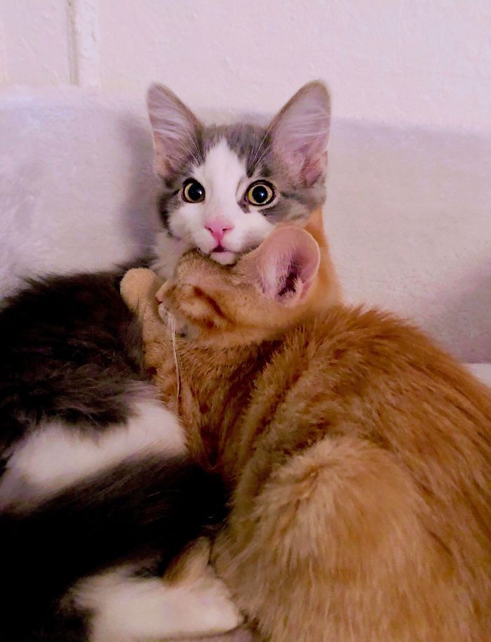 shelter animal adopted two kittens from different litters