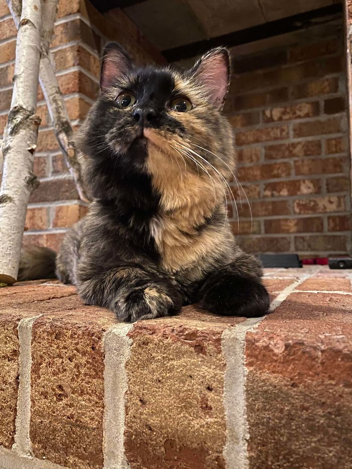 shelter animal adopted two-toned cat