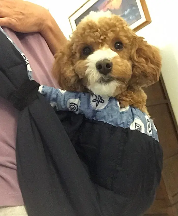 shoulder strap dog harness