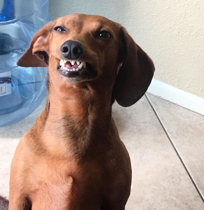 silly canine photos dubious smile