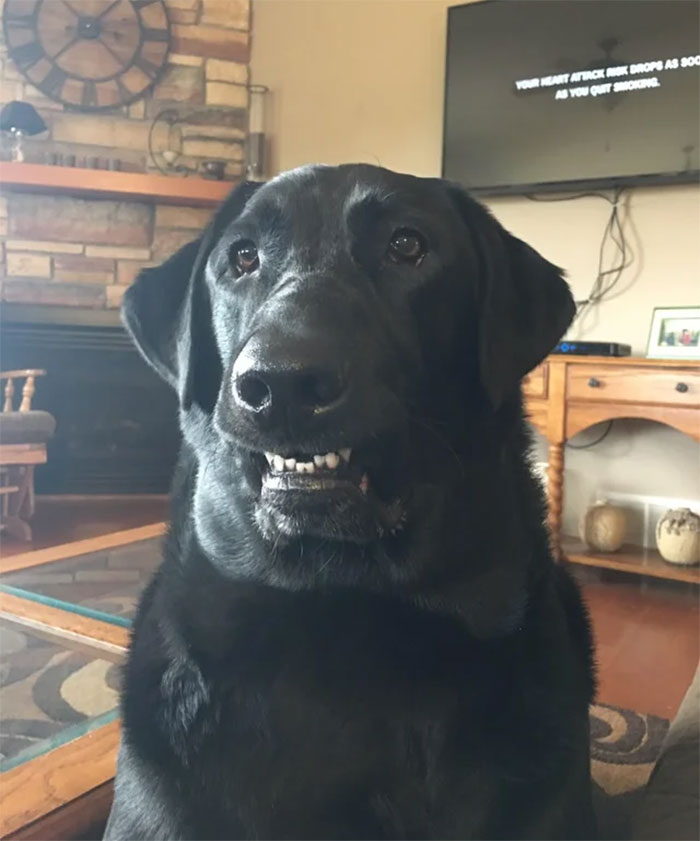 silly canine photos hesitant smile