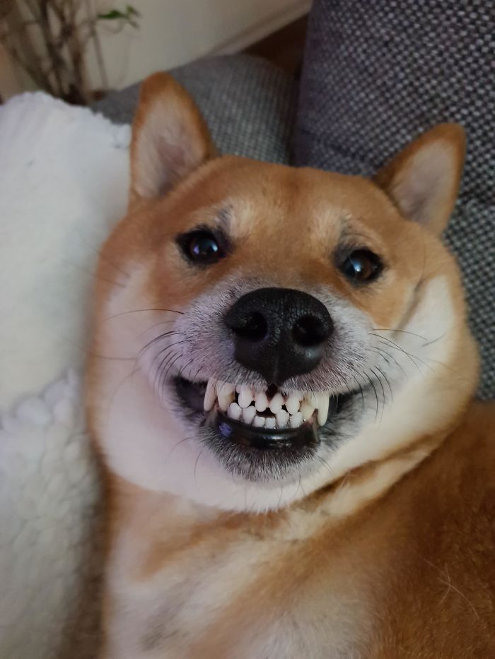 silly canine photos pearly white smile