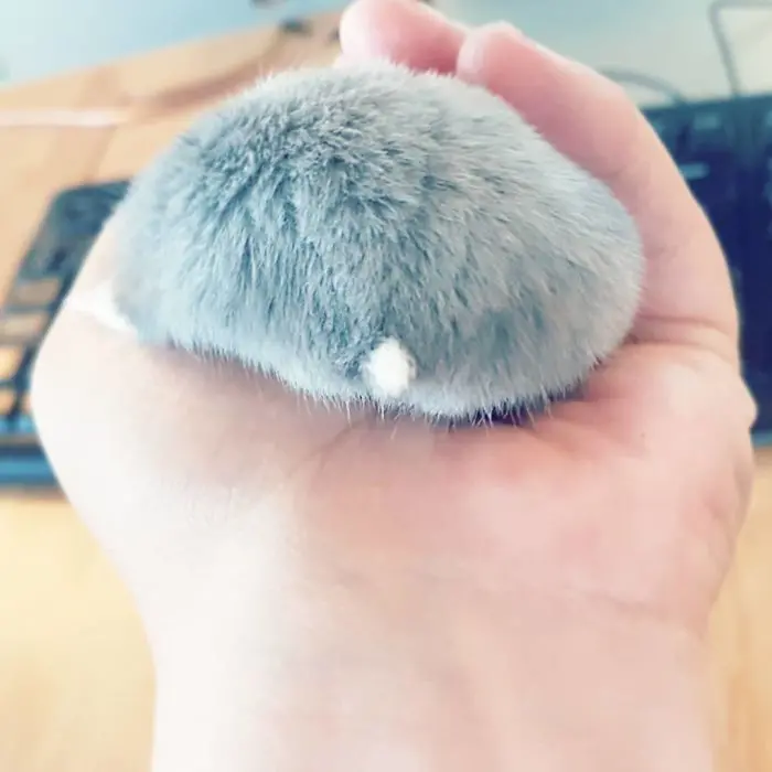 silver hamster butt