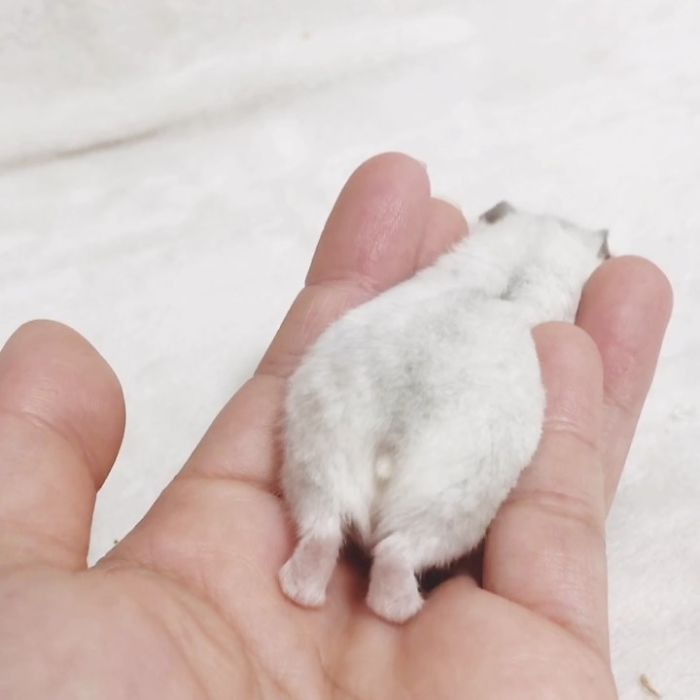 silvery hamster stretches and shows his fluffy backside