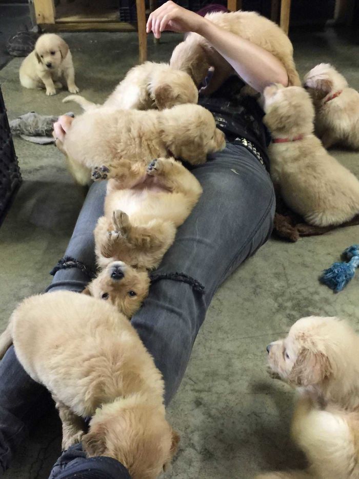 someone's friend buried in an avalanche of retrievers