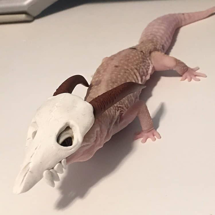 stimpy the gecko wears cubone's skull mask