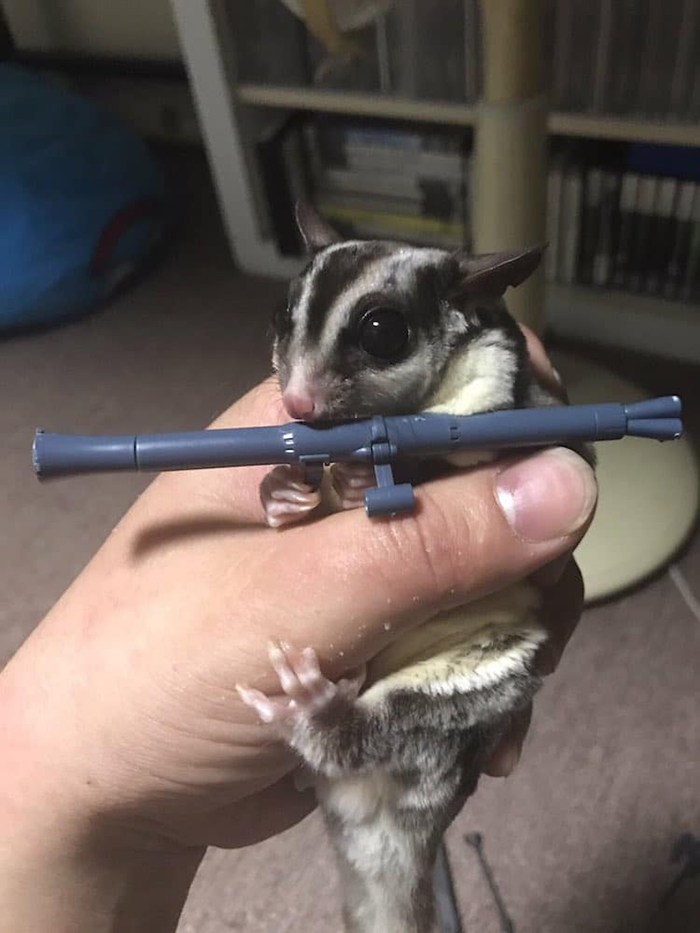 sugar glider grips a cannon launcher