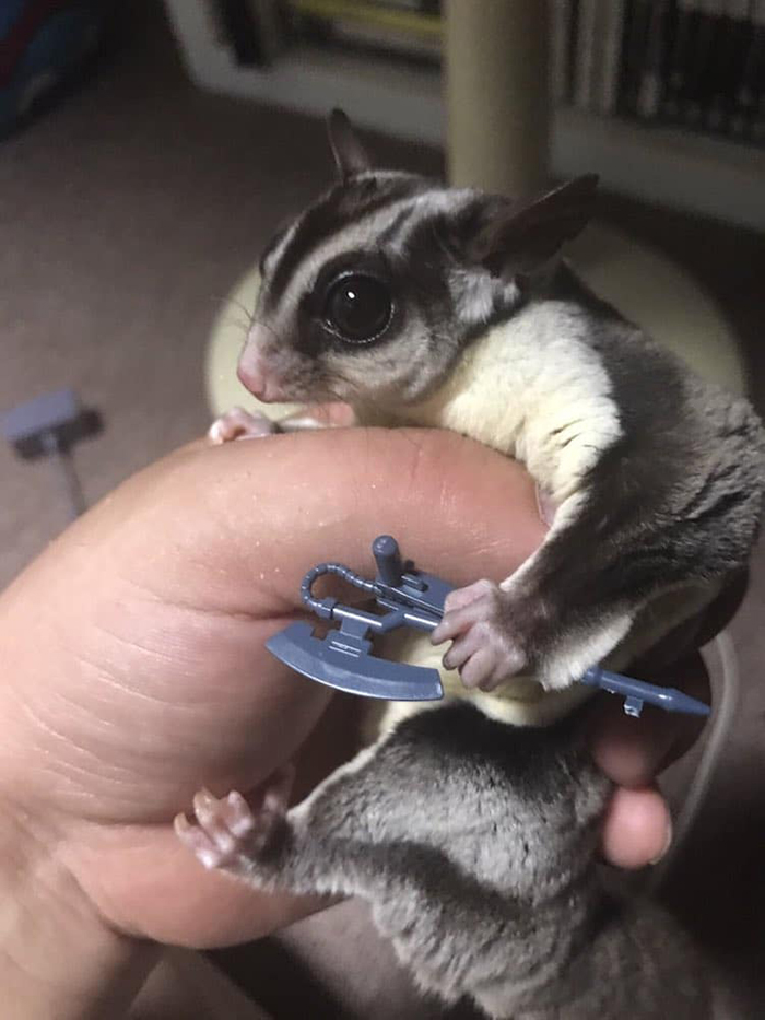 sugar glider grips a toy weapon