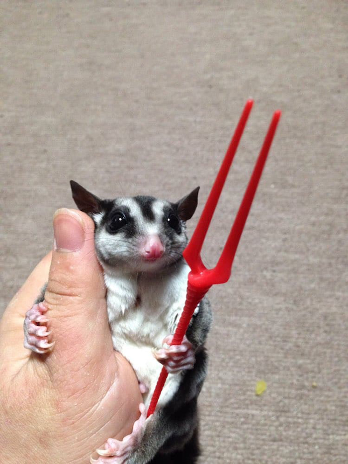 sugar glider holds a weapon