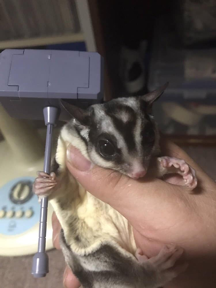 sugar glider with huge hammer