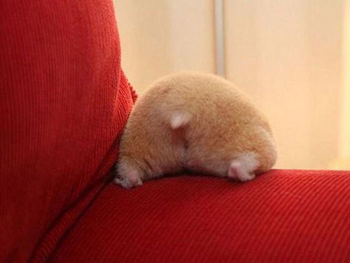 the fuzziest hamster bum of them all