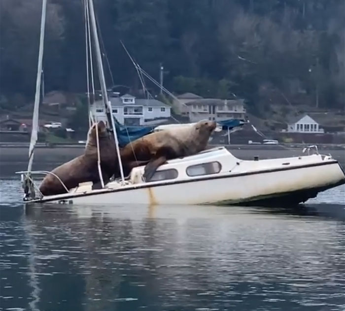 the sea lion in front moves toward the boat's cabin