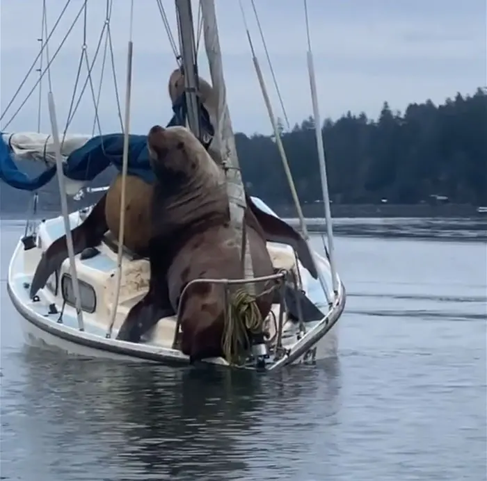 the tiny boat sinks under the combined weight of the sea lions on board