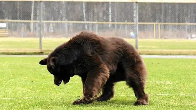 this is a newfoundland dog not a bear