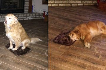 ford noise cancelling dog house cost