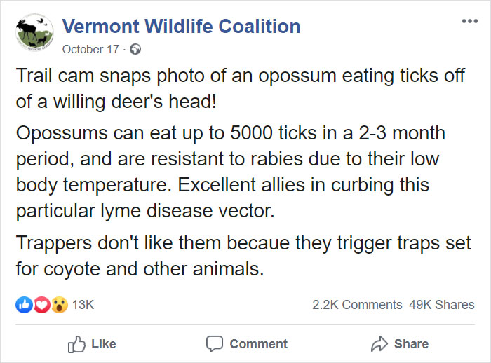 vermont wildlife coalition viral post