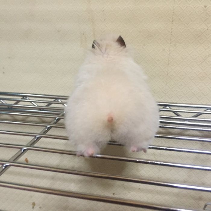 very fat hamster butt