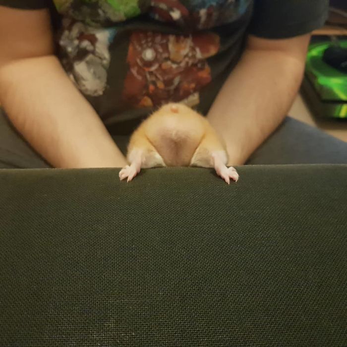 view of hamster backside resembles rotisserie chicken
