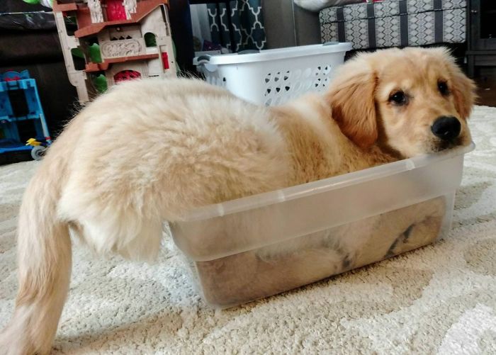 wally the retriever acting like a cat