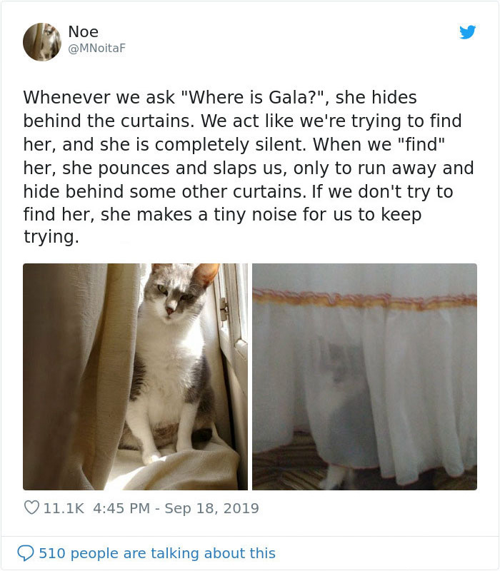 weirdo cats curtain play