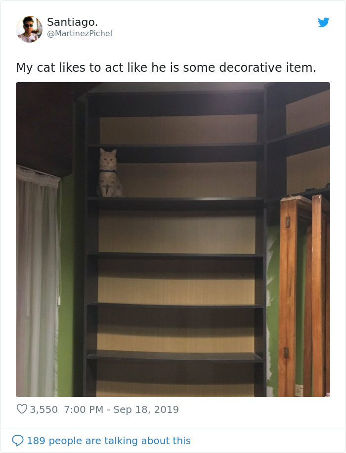 weirdo cats decorative item