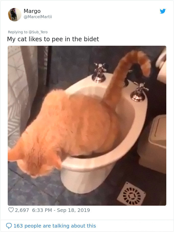 weirdo cats peeing in the toilet