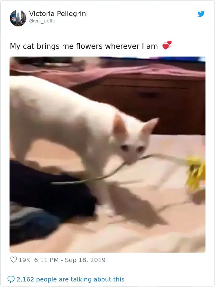 weirdo cats sweet gesture flower