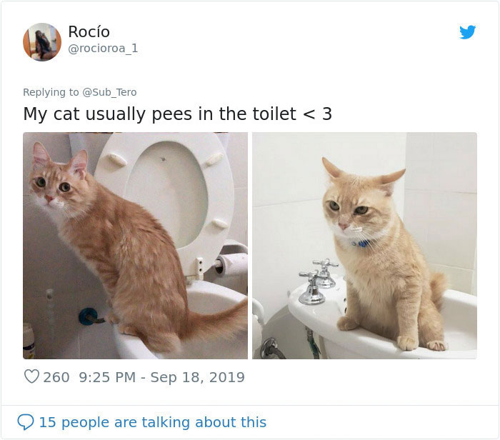 weirdo cats sweet pees in the toilet