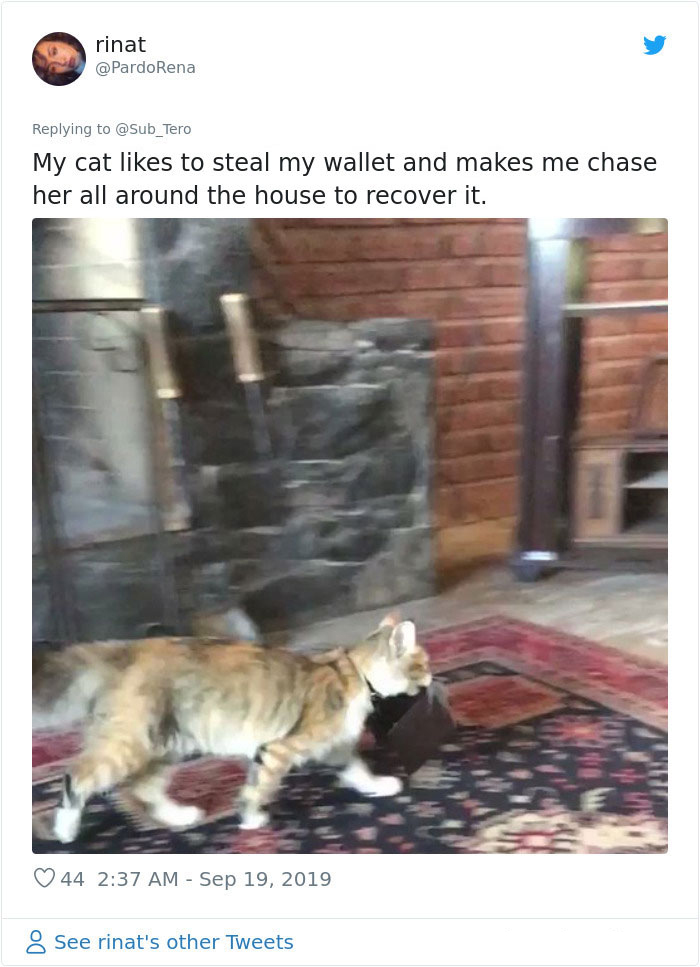 weirdo cats wallet thief