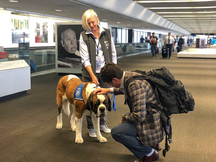 Airport Passenger Petting a Dog Member of the Wag Brigade