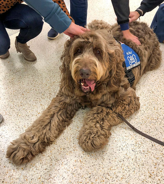 Airport Passengers Petting a Dog Member of the Wag Brigade