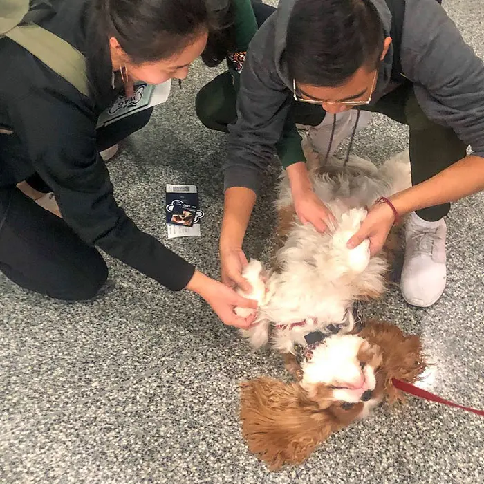 Airport Passengers Playing with a Dog Member of the Wag Brigade
