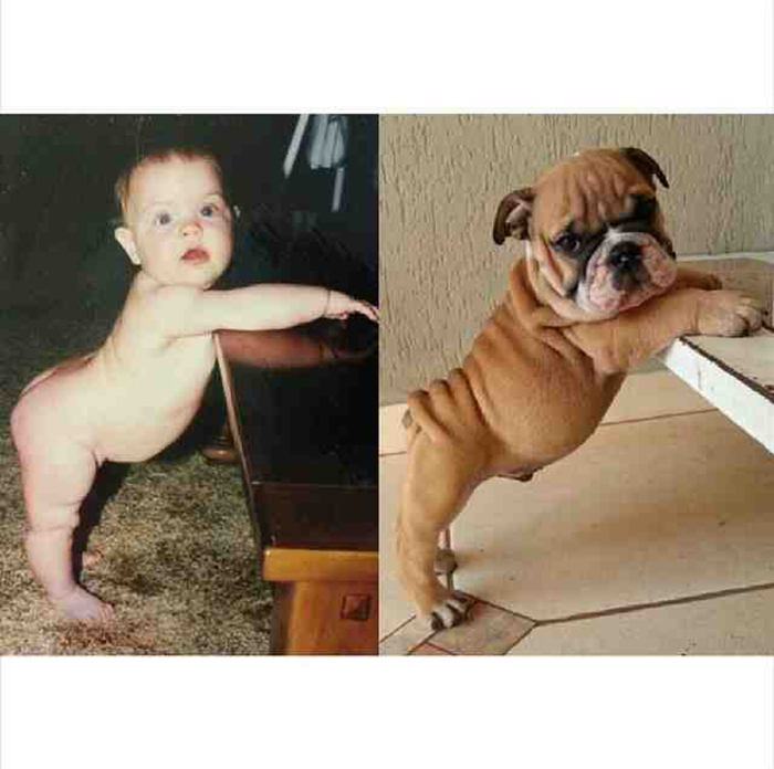 Baby That Looks Similar to a Dog