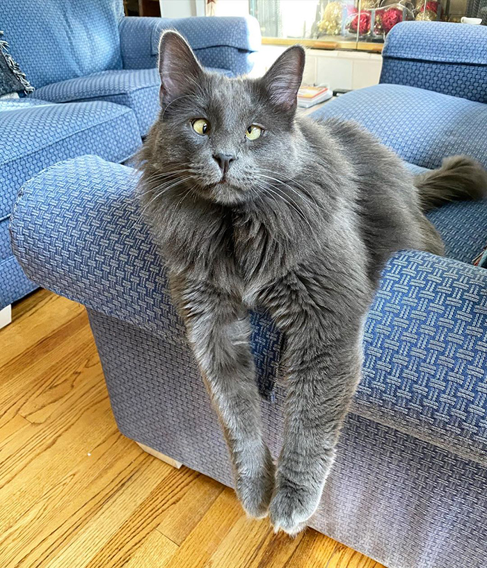 Belarus Sitting on a Blue Couch