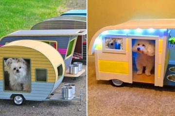 Camper trailer dog beds