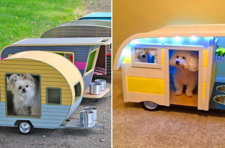 Animals Awesome Inventions