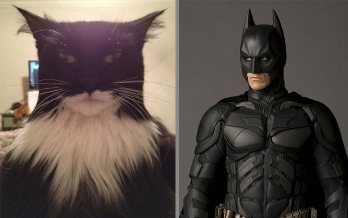 Cat That Looks Similar to Batman