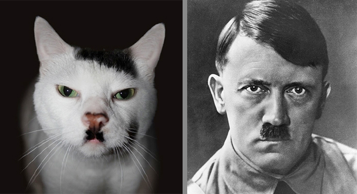 Cat That Looks Similar to Hitler