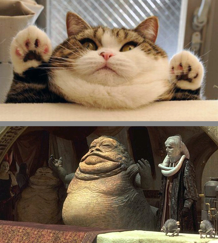 Cat That Looks Similar to Jabba The Hut