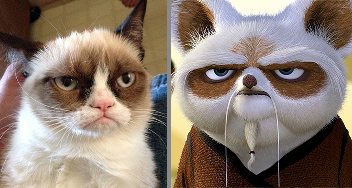 Cat That Looks Similar to Master Shifu