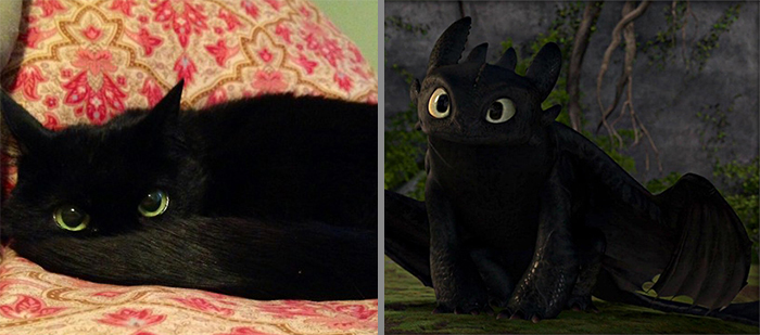 Cat That Looks Similar to Toothless