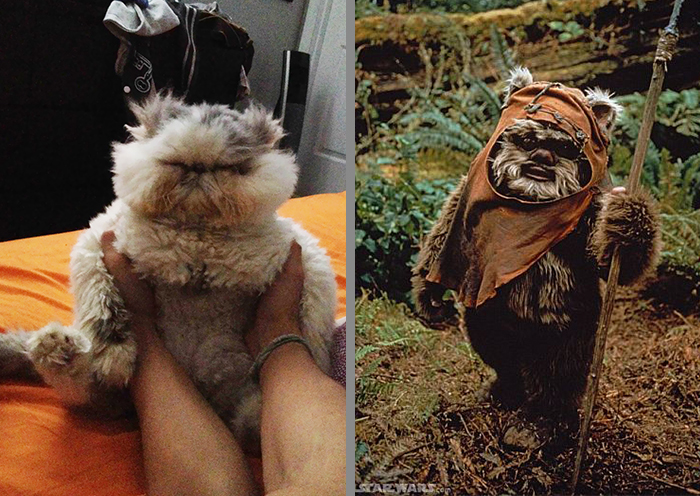 Cat That Looks Similar to an Ewok