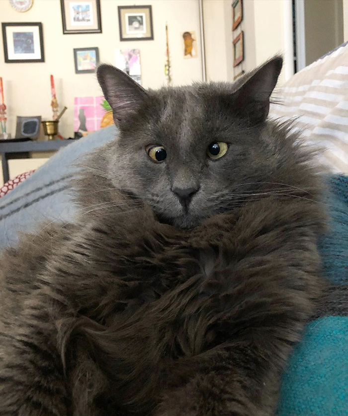 Cat with Crossed Eyes Lying on Bed