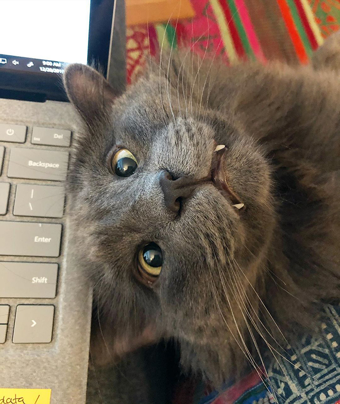 Cat with Crossed Eyes Named Belarus