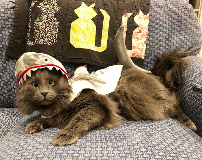 Cat with Crossed Eyes in Shark Costume