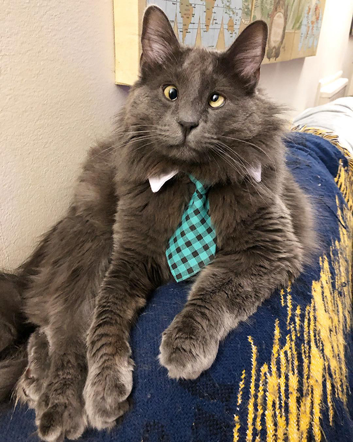 Cat with Crossed Eyes with Green Plaid Necktie