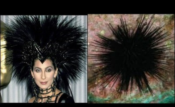 Cher's Hair Looks Similar to a Sea Urchin