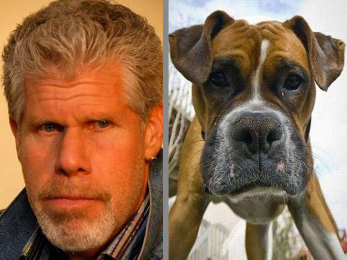 Dog That Looks Like Ron Perlman